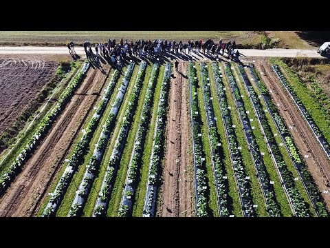 screenshot of youtube video titled Brassica Field Day: Preserving the Diversity of Collard Greens