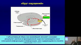 Психофизиология и нейробиология сознания