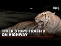 Tiger spots in mid of flyover in Madhya Pradesh, viral video