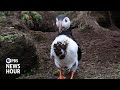 How researchers restored a thriving habitat for Atlantic puffins in Maine