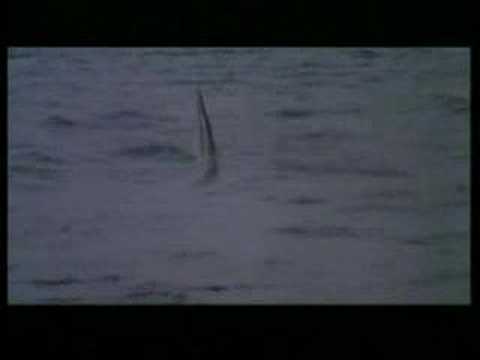 Cruel Jaws'