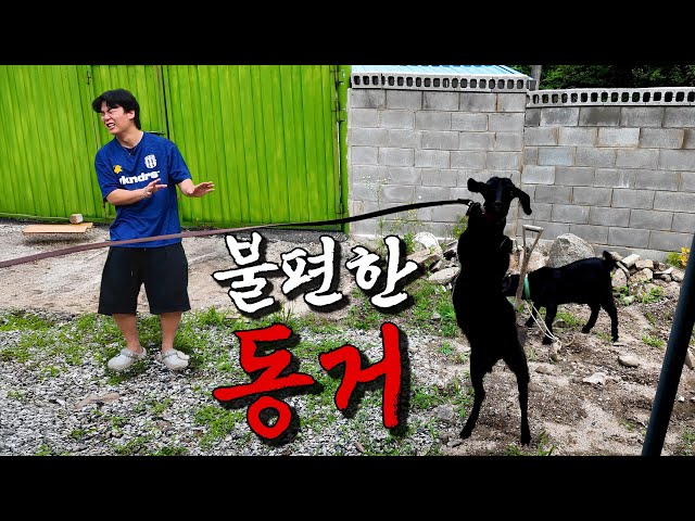 새로운 식구가 생겼습니다...
