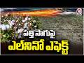 El Nino Effect Hits Cotton Cultivation and Yield in Warangal | V6 News