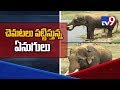 Elephants sent back to forest through 'Operation Gaja' in Srikakulam