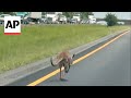 Runaway kangaroo shuts down traffic in Alabama