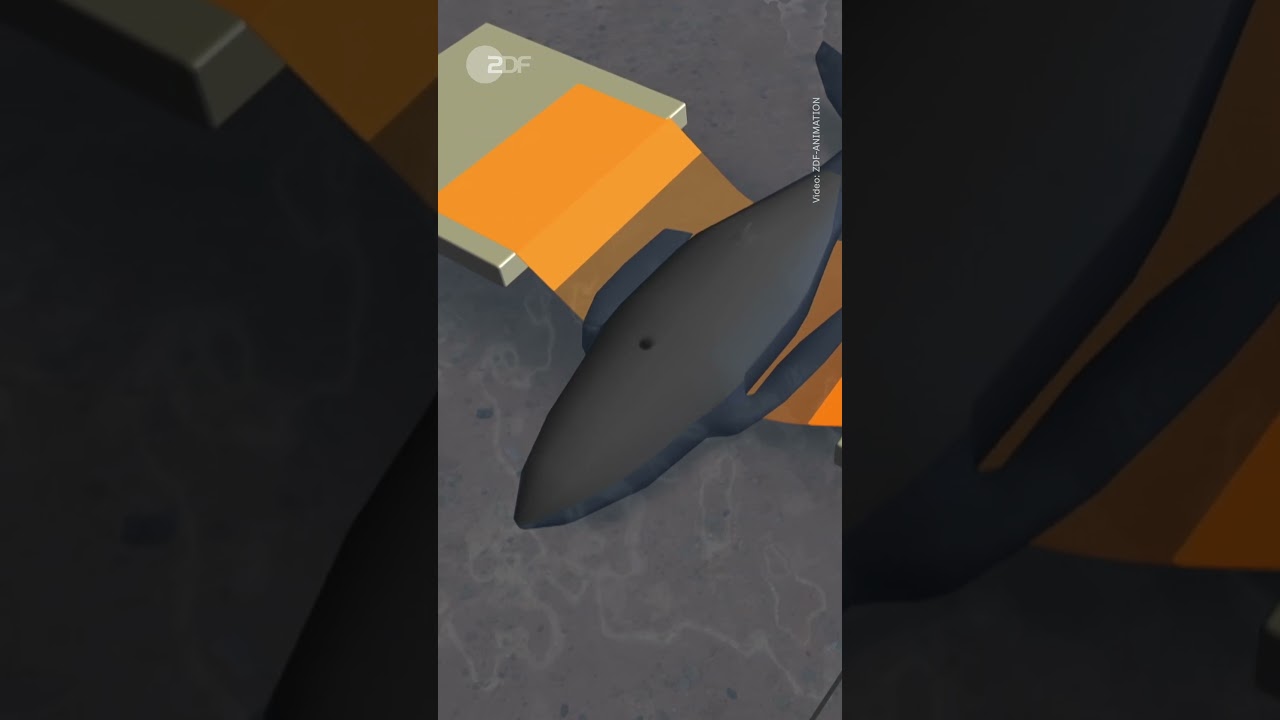 So soll der Wal gerettet werden short shorts shortvideo