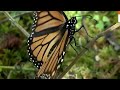 Presence of monarch butterflies increases in Mexico