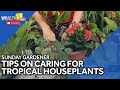 Sunday Gardener: Advice on caring for tropical houseplants