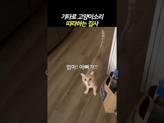 고양이 울음소리를 따라해보자  #고양이 #cat #동물