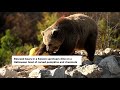Rescued bears treated to Halloween feast in Kosovo sanctuary | REUTERS