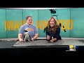 Meet Scout the penguin at The Maryland Zoo(WBAL) - 03:29 min - News - Video