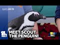 Meet Scout the penguin at The Maryland Zoo
