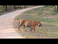 Tiger Sighting Captured at Pench National Park - A Wildlife Enthusiasts Dream Come True #tiger - 02:13 min - News - Video