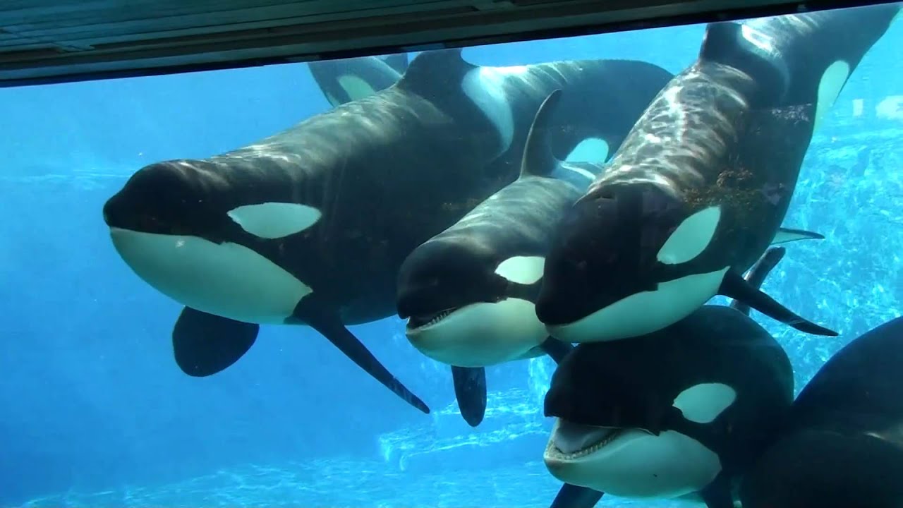 6 Killer Whales In Underwaterviewing Seaworld Orlando Youtube