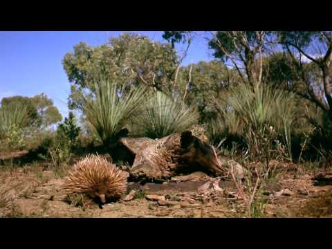Australia: Land Beyond Time'