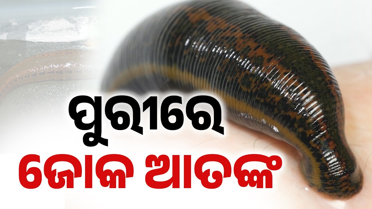 Leech Menace In Balukhand Sanctuary: Wildlife Under Severe Threat | Argus News