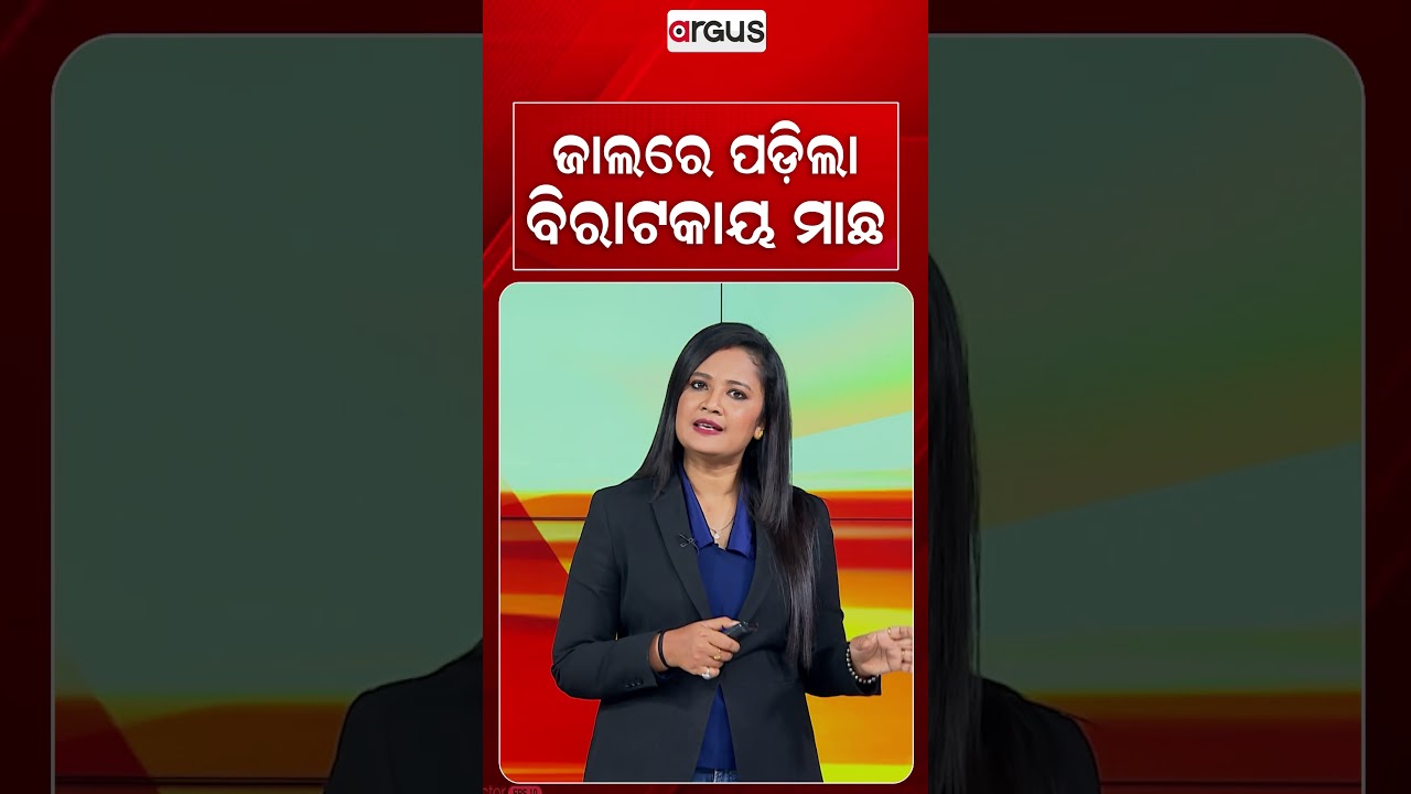 ଜାଲରେ ପଡିଲା ବିରାଟକାୟ ମାଛ | Argus Reels | Bangladesh News | Giant Fish | Argus News