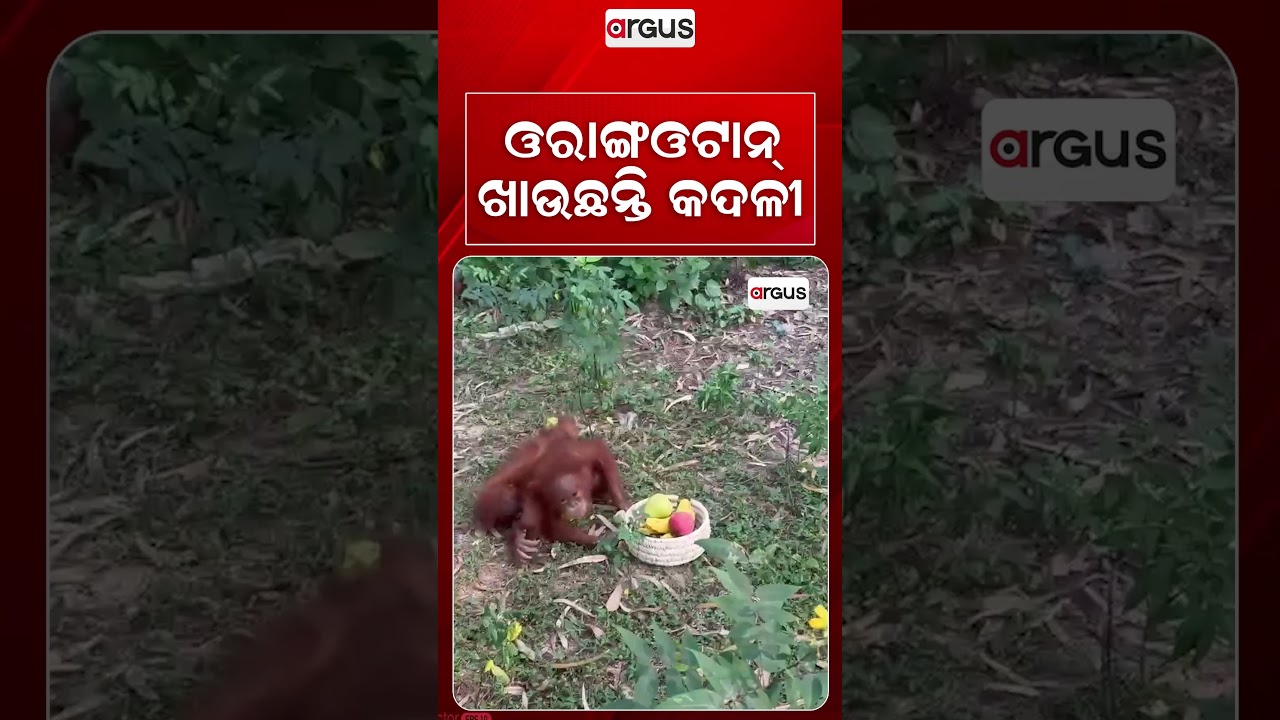 ଓରାଙ୍ଗଉଟାନ୍ ଖାଉଛନ୍ତି କଦଳୀ | Balasore | Orangutan Rescued | ExoticWildlife | Argus News