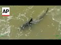 Shark attack injures two at South Padre Island, Texas
