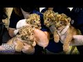 Meet the adorable Fab Four lion cubs making their first public debut | Nightly News: Kids Edition
