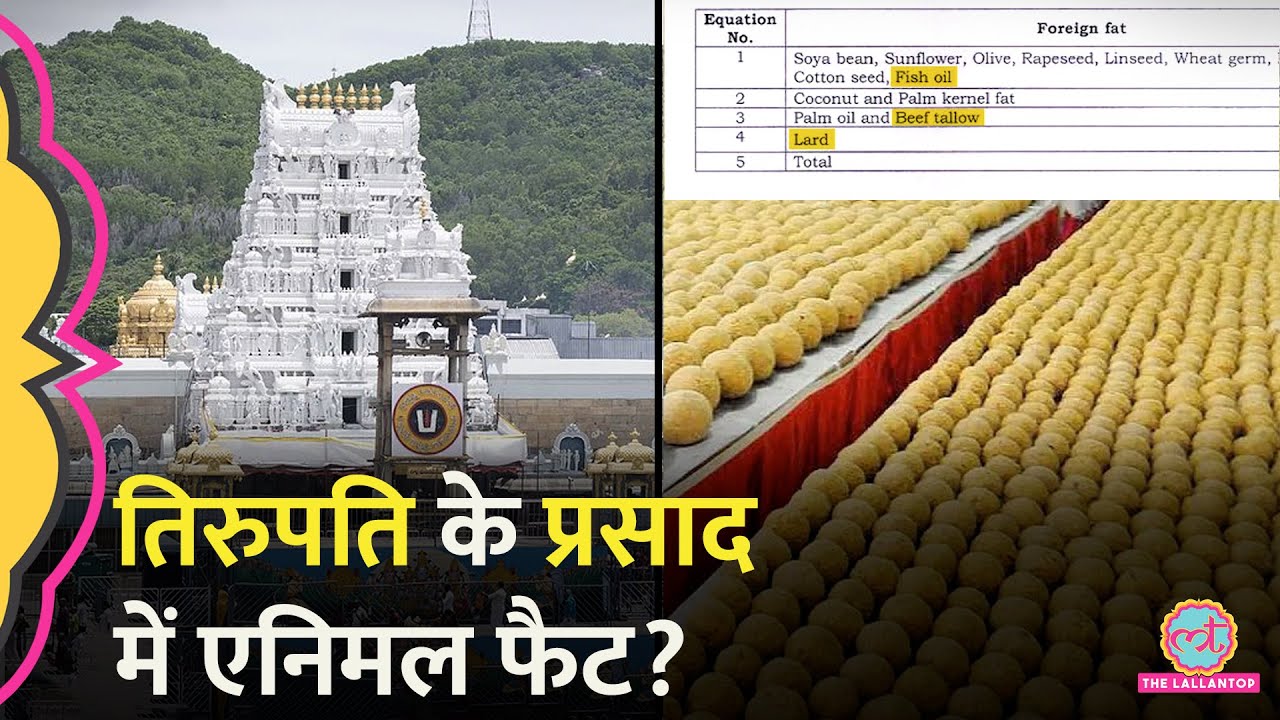 Tirupati के प्रसाद में Animal Fat? Andhra Pradesh CM Chandrababu Naidu ने YSRCP पर क्या आरोप लगाए