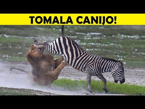Top 10 Presas Que Sorprendieron a sus Depredadores - Parte 2