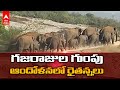 Herd of elephants damaged crops in Chittoor