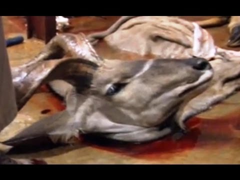 Louis Theroux's African Hunting Holiday'