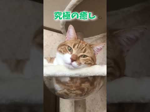 究極の癒し猫ちゃたろう まとめちゅーぶ