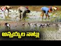 వరి నాట్లు వేస్తున్న మగ కూలీలు  | Bengali Agri Labour Sowing Paddy | V6 News