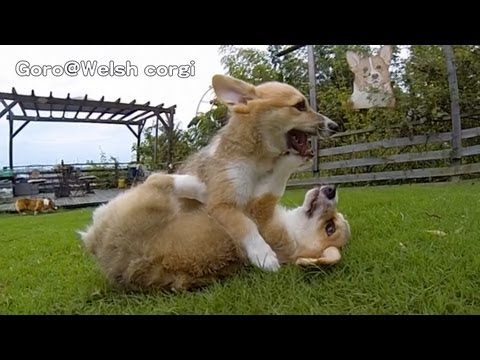 Позитив на денот: Мали корги кучнца трчаат на трева во забавена снимка