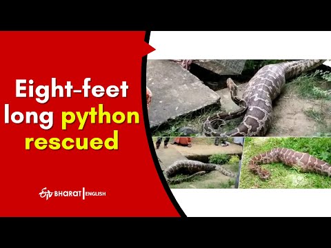 Eight-feet long python that swallowed dog rescued in Kerala Eight-feet long python that swallowed dog rescued in Kerala