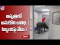 As patients struggle for treatment, cow roams in ICU of Madhya Pradesh hospital