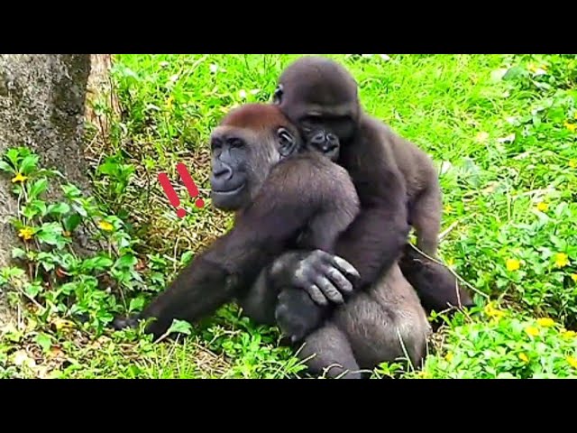 Ringo copied D'jeeco and bit Jabali on the neck🤪😆.林戈學迪亞哥一樣咬呷百二的脖子