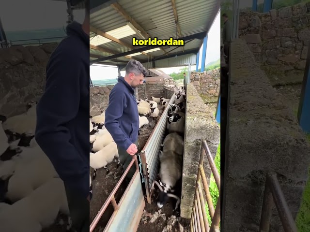 O Kuzu Gelir Gelmez Kapıyı Açıyorlar 😱