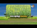 జనుము విత్తనోత్పత్తి యాజమాన్యం  | Janumu Seed Production | Matti Manishi | 10TV News  - 07:51 min - News - Video