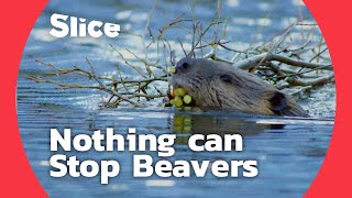 How Do Beavers Build a Dam | SLICE