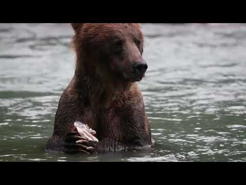 A Wild Year on Earth'