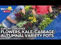 Sunday Gardener: Autumnal variety pots