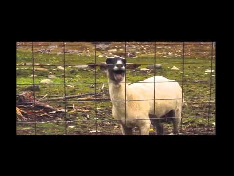 Dr.Rude - Electronic Gangster (Goat Mix)