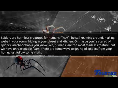 Natural Ways To Get Rid Of Spiders