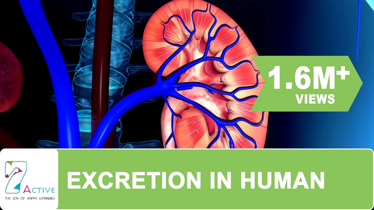 Excretion In Human YouTube