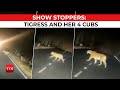 Viral video of tigress, cubs crossing road in Panna