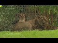Three newborn lion cubs unveiled at German zoo  - 00:59 min - News - Video