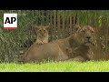 Three newborn lion cubs unveiled at German zoo
