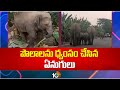 Elephants Hulchul in Manyam District | పొలాలను ధ్వంసం చేసిన ఏనుగులు | 10TV News