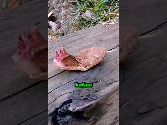 Kesildikten Sonra Bile Ölmeyen Üç Hayvan!  🦎🐍 😨