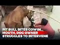 Video: Pit Bull Bites Cow In Mouth, Dog Owner Struggles To Intervene
