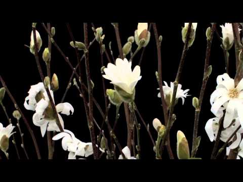 Timelapse Flowers: Magnolia Stellata blooming