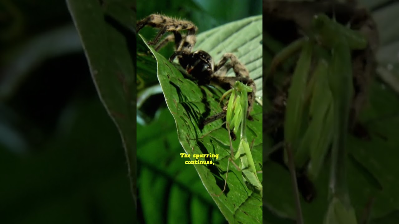 Both Bugs Are Locked Eye to Eye... | Monster Bug Wars #insects #wildlife #scorpion #tarantula